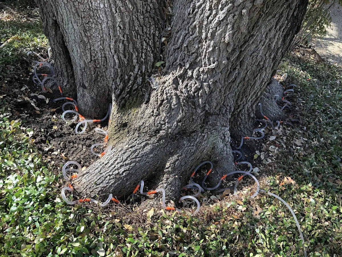 Detailed Tree Cabling and Bracing job site in Columbia Station