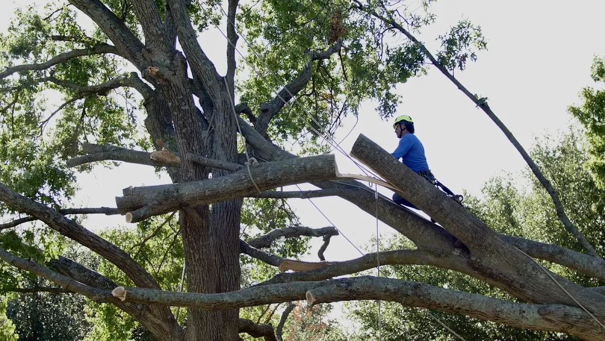Professional Hazardous Tree Removal performed by certified arborists in Columbia Station