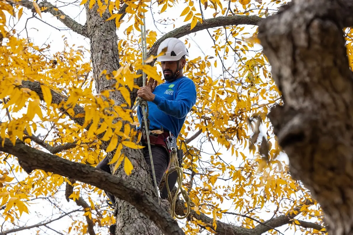 Skilled Tree Pruning crew working in Columbia Station